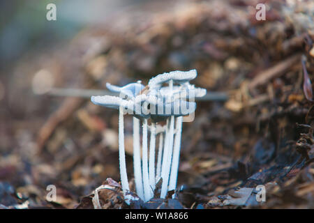 Kleine Cluster Pilze oder Pilz wachsen zusammen auf Waldboden. Stockfoto