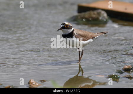 Nach Flussregenpfeifer Stockfoto