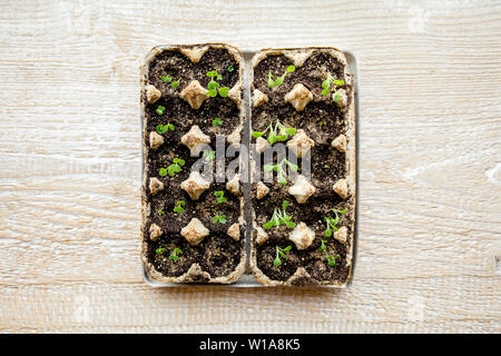 Kleine Pflastchen, die in der Schachtel mit Hühnerei in schwarzem Boden wachsen. Den biologisch abbaubaren Papierbecher abbrechen und im Freien im Boden anpflanzen. Konzept wiederverwenden. Flaches Lay Stockfoto
