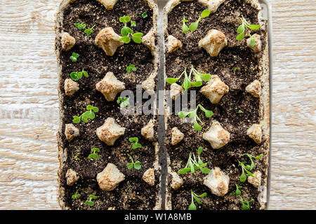 Kleine Pflastchen, die in der Schachtel mit Hühnerei in schwarzem Boden wachsen. Den biologisch abbaubaren Papierbecher abbrechen und im Freien im Boden anpflanzen. Konzept wiederverwenden. Flaches Lay Stockfoto