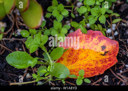 Bunte Blätter im Herbst nass vom Regen Stockfoto