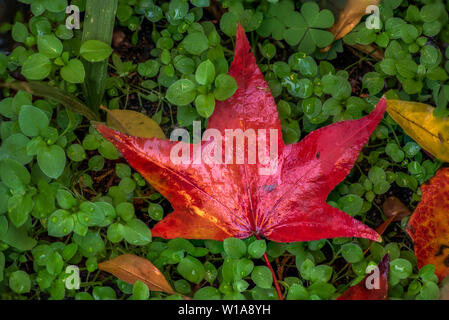 Bunte Blätter im Herbst nass vom Regen Stockfoto