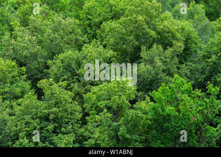 Nach oben Sommer grün linden Wald feste laub muster Hintergrund bei Tageslicht Stockfoto
