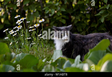 Tortoisehell Norwegische Waldkatze mit alert Ausdruck sitzen unter Garten Blumen im Sommer Stockfoto