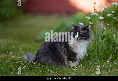 Tortoisehell Norwegische Waldkatze mit alert Ausdruck sitzen unter Garten Blumen im Sommer Stockfoto