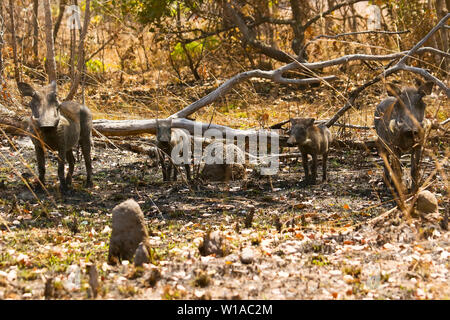 Gemeinsame Warzenschwein (Phacochoerus africanus). Kafue National Park. Sambia Stockfoto