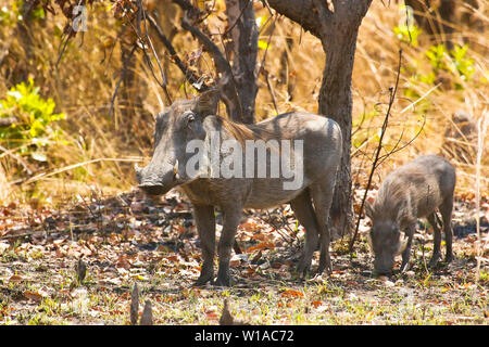 Gemeinsame Warzenschwein (Phacochoerus africanus). Kafue National Park. Sambia Stockfoto