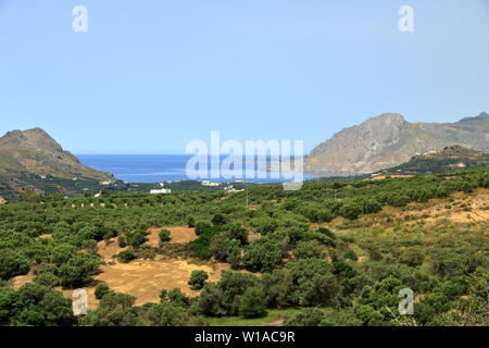 Olivenplantagen auf Kreta, Griechenland, Europa Stockfoto