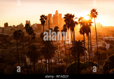 Schönen Sonnenuntergang durch die Palmen, Los Angeles, Kalifornien. Stockfoto