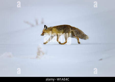 Die Red Fox (Vulpes vulpes) zurück auf die Berge des Himalaja von Spiti Valley in der Nähe von kibber Dorf in Himachal Pradesh, Indien Stockfoto