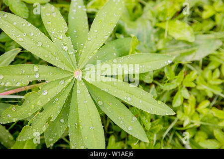 Tropfen Wasser, Regen oder Tau auf grüne Blätter von Lupine, ähnlich zu Palmen. Morgentau. Natürliche Hintergrund. frische grüne Blätter mit Lupin Stockfoto