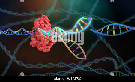 DNA-Bearbeitung mit Crispr Stockfoto