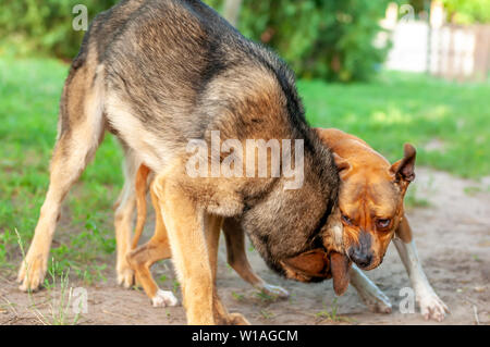 Blick auf ein American Staffordshire Terrier und ein Deutscher Schäferhund beim Kämpfen und spielen an einem sonnigen Tag in einer grünen Umgebung. Stockfoto