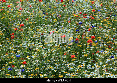 Wild Flower Garden, Wildblumen, Mohn, Daisy, Kornblume Stockfoto