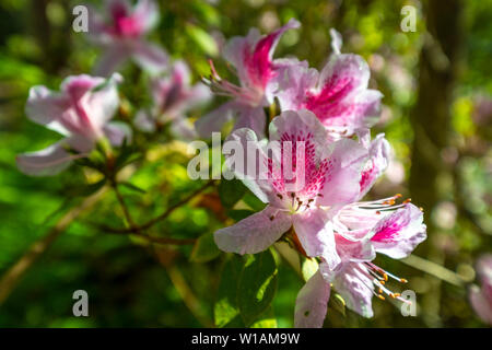 Rose Seidler House ist eine denkmalgeschützte ehemalige Residenz und jetzt House Museum in Wahroonga, Sydney, NSW, Australien von Harry Seidler. Stockfoto