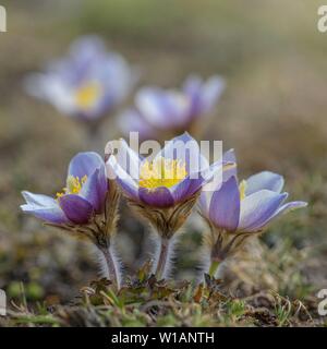 Feder Pasque flower (Pulsatilla Vernalis), Blumen auf dem Berg Wiese, Nationalpark Hohe Tauern, Kärnten, Österreich Stockfoto