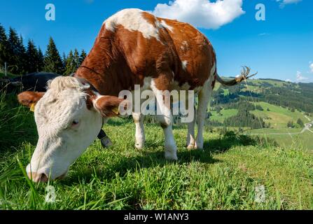 Junges Kalb (Bos primigenius taurus) streift auf der Wiese, Fleckvieh, Hochbrixen, Brixen im Thale, Tirol, Österreich Stockfoto