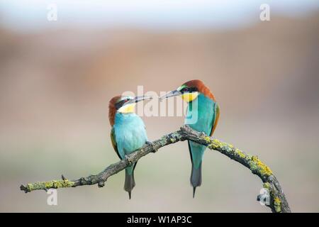 Europäische Bienenfresser (Merops apiaster), Paar, sitzen auf einem Ast, der Paarung Fütterung, Handwerkskammer Rheinhessen Region Rheinland-Pfalz, Deutschland Stockfoto