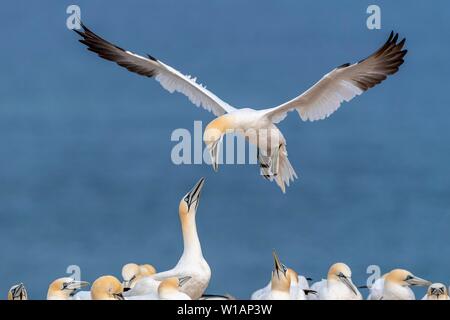 Northern Gannet (Morus bassanus) anfahren, Kolonie am Lummenfelsen, Helgoland, Schleswig-Holstein, Deutschland Stockfoto