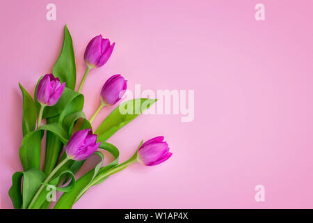 Ein Bouquet von schönen lila Tulpen mit grünen Blättern auf ein Pastell rosa Hintergrund. Romantische Grußkarten mit kopieren. Flach, Ansicht von oben. Stockfoto