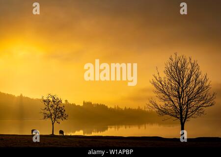 Bäume mit Grasenden inländischen Schafe (Ovis gmelini aries) am Seeufer bei Sonnenaufgang, Ambleside, Lake District National Park, Central England, Großbritannien Stockfoto