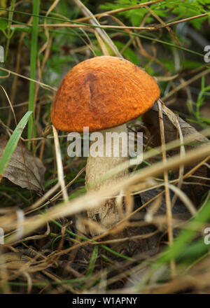 Kleine rote-capped scaber Kombischalter (Leccinum aurantiacum) wachsen im Wald. Stockfoto