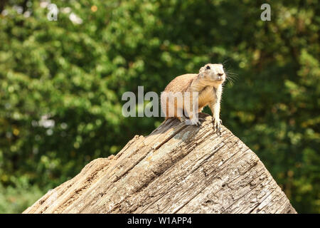 Schwarz-tailed prairie dog (Cynomys ludovicianus) Sitzen, die auf Woode anmelden, unscharfen Bäume zurück Stockfoto