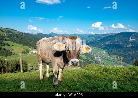 Junges Kalb (Bos primigenius taurus) auf einer Alm, Braunvieh, Hochbrixen, Brixen im Thale, Tirol, Österreich Stockfoto