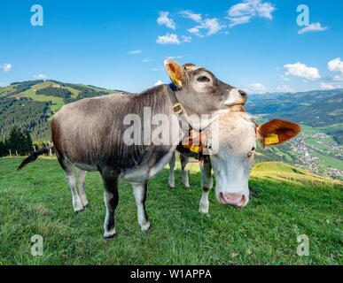 Zwei junge Kälber (Bos primigenius taurus) zusammen kuscheln auf almwiese, grauen und braunen Rinder Rinder, Hochbrixen, Brixen im Thale, Tirol Stockfoto