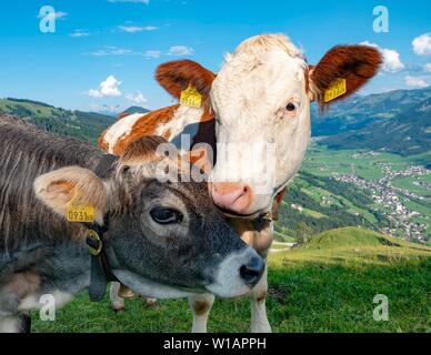 Zwei junge Kälber (Bos primigenius taurus) zusammen kuscheln auf almwiese, grau und braun Rinder, Tier Portrait, Hochbrixen, Brixen im Thale Stockfoto