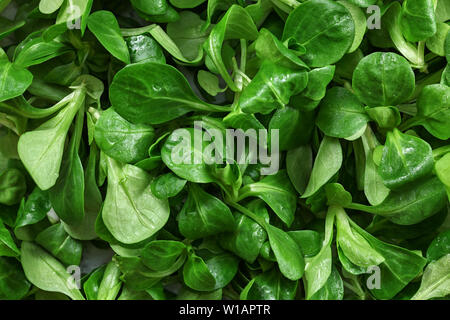 Nahaufnahme des Gemeinsamen cornsalad (Valerianella locusta) nass vom Wasser, gesunde grüne Blätter essen Hintergrund. Stockfoto