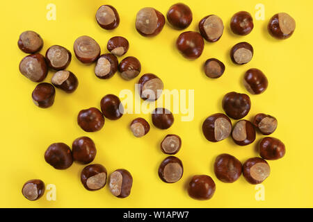 Ansicht von oben, Rosskastanien (Aesculus hippocastanum) auf Gelb board verstreut, Herbst Hintergrund Stockfoto