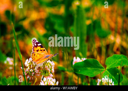 Red Admiral Schmetterling - Vanessa atalanta sitzen auf Wildflower im Wald Stockfoto