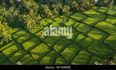 Reisterrassen Hügel in Ubud, Bali, Indonesien bei Sonnenaufgang. Schöne Sonne Licht und Strahlen auf Feld Stockfoto