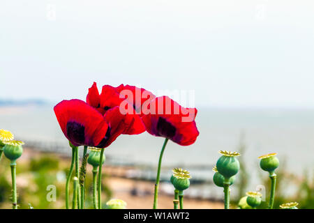 Mohn Blumen und Köpfe vor dem Hintergrund der Seaside, Felixstowe, Suffolk, Großbritannien Stockfoto