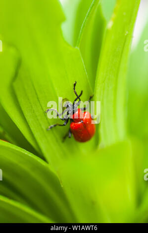 Lily Käfer Lilioceris lilii auf einer Lilie Blatt und die Schäden, die mit dem Blatt ein Mitglied der Familie Chrysomelidae Blatt bettle rote Lilie Käfer verursacht gesehen Stockfoto