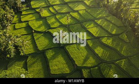 Reisterrassen Hügel in Ubud, Bali, Indonesien bei Sonnenaufgang. Schöne Sonne Licht und Strahlen auf Feld Stockfoto