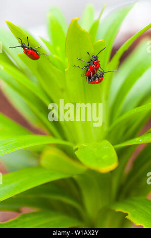 Lily Käfer Lilioceris lilii auf einer Lilie Blatt und die Schäden, die mit dem Blatt ein Mitglied der Familie Chrysomelidae Blatt bettle rote Lilie Käfer verursacht gesehen Stockfoto