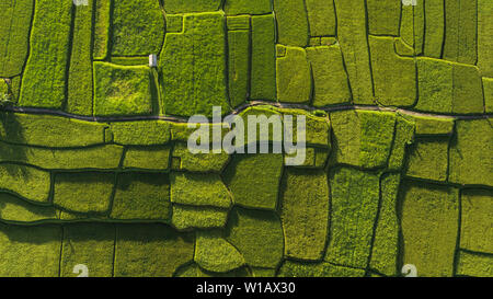 Abstrakte geometrische Formen der landwirtschaftlichen Parzellen in grüner Farbe. Bali Reisfelder. Luftbild Aufnahmen aus drohne direkt über dem Feld. Stockfoto