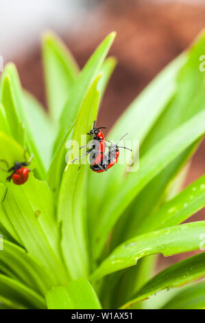 Lily Käfer Lilioceris lilii auf einer Lilie Blatt und die Schäden, die mit dem Blatt ein Mitglied der Familie Chrysomelidae Blatt bettle rote Lilie Käfer verursacht gesehen Stockfoto