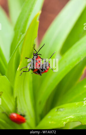 Lily Käfer Lilioceris lilii auf einer Lilie Blatt und die Schäden, die mit dem Blatt ein Mitglied der Familie Chrysomelidae Blatt bettle rote Lilie Käfer verursacht gesehen Stockfoto