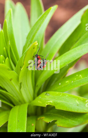 Lily Käfer Lilioceris lilii auf einer Lilie Blatt und die Schäden, die mit dem Blatt ein Mitglied der Familie Chrysomelidae Blatt bettle rote Lilie Käfer verursacht gesehen Stockfoto