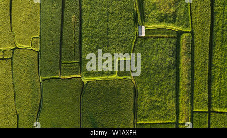 Abstrakte geometrische Formen der landwirtschaftlichen Parzellen in grüner Farbe. Bali Reisfelder. Luftbild Aufnahmen aus drohne direkt über dem Feld. Stockfoto