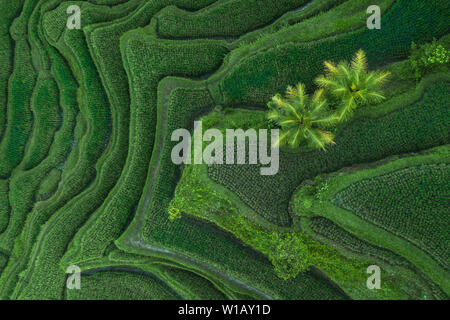 Luftaufnahme von tegallalang Bali Rice Terraces. Abstrakte geometrische Formen der landwirtschaftlichen Parzellen in grüner Farbe. Drone Foto direkt oberhalb des Feldes. Stockfoto