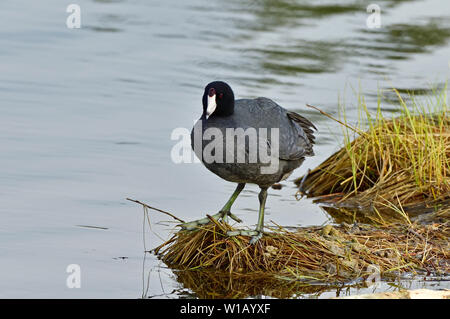 Eine wilde Ente' Blässhuhn Fulica americana", am Strand von Maxwell Lake in der Nähe von Hinton Alberta Kanada stehen. Stockfoto