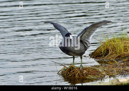 Eine wilde Ente' Blässhuhn Fulica americana", am Ufer flattern seine Flügel an der Maxwell Lake in der Nähe von Hinton Alberta Kanada stehen. Stockfoto