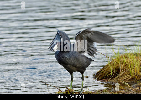 Eine wilde Ente' Blässhuhn Fulica americana", am Ufer flattern seine Flügel an der Maxwell Lake in der Nähe von Hinton Alberta Kanada stehen. Stockfoto