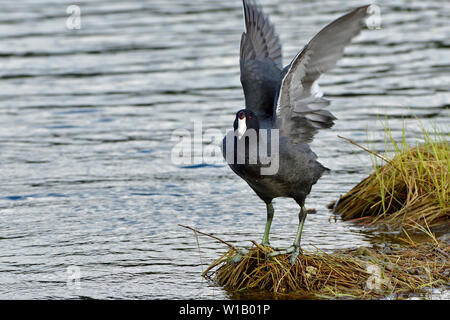 Eine wilde Ente' Blässhuhn Fulica americana", am Ufer flattern seine Flügel an der Maxwell Lake in der Nähe von Hinton Alberta Kanada stehen. Stockfoto