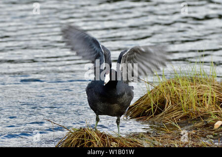 Eine wilde Ente' Blässhuhn Fulica americana", am Ufer flattern seine Flügel an der Maxwell Lake in der Nähe von Hinton Alberta Kanada stehen. Stockfoto