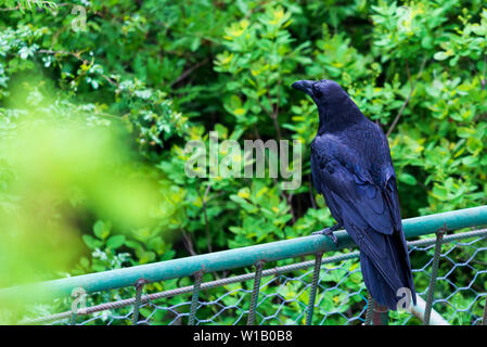 Schwarze Krähe Vogel auf grünem Hintergrund. Schwarze Federn. Black Raven in der wilden Natur Stockfoto